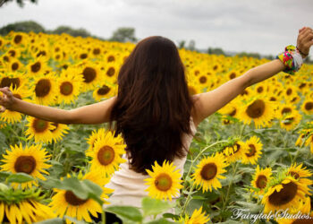 സഞ്ചാരികളെ മാടി വിളിച്ച് ഗുണ്ടല് പേട്ട്; നോക്കെത്താ ദൂരം പൂത്തുലഞ്ഞ് സൂര്യകാന്തി