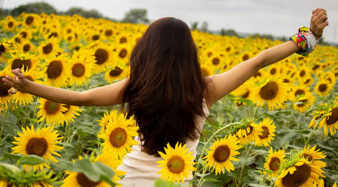 സഞ്ചാരികളെ മാടി വിളിച്ച് ഗുണ്ടല് പേട്ട്; നോക്കെത്താ ദൂരം പൂത്തുലഞ്ഞ് സൂര്യകാന്തി