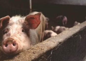 ആഫ്രിക്കൻ പന്നിപ്പനി: വയനാട്ടിൽ ഇന്നുമുതൽ പന്നികളെ കൊന്ന് തുടങ്ങും