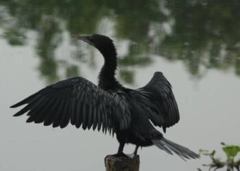 ദേശീയപാതക്കായി മരം മുറിച്ചപ്പോൾ നീർക്കാക്കകൾ ചത്ത സംഭവം; 3 പേർ അറസ്റ്റിൽ