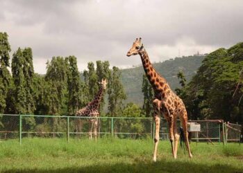 രാജ്യത്തെ മികച്ച മൂന്നാമത്തെ മൃഗശാലയായി മൈസൂരു.