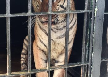 ചീരാലിലെ കടുവ കൂട്ടിലായി