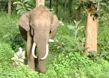 വഴിയാത്രക്കാരനെ ആക്രമിച്ച കാട്ടാനയെ മയക്കുവെടിവച്ച് പിടികൂടും ആർആർടി സംഘം കാട്ടാന നിൽക്കുന്ന വനാതിർത്തിയിൽ