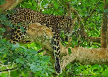 വീണ്ടും കടുവയുടെ ആക്രമണം; ആദിവാസി സ്ത്രീയെ കടിച്ചുകീറി കൊന്നു