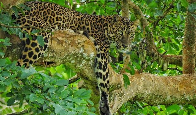 വീണ്ടും കടുവയുടെ ആക്രമണം; ആദിവാസി സ്ത്രീയെ കടിച്ചുകീറി കൊന്നു