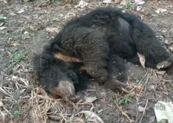 വയനാട്ടിൽ കരടിയെ ചത്ത നിലയില്‍ കണ്ടെത്തി