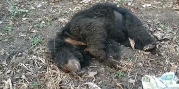 വയനാട്ടിൽ കരടിയെ ചത്ത നിലയില് കണ്ടെത്തി