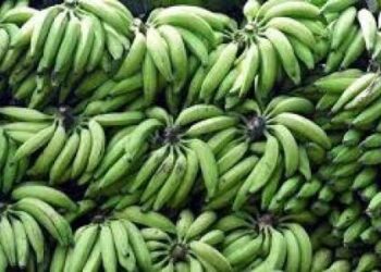 പച്ചക്കായ കഴിക്കുന്നത് ശരീരത്തിന് നല്ലതാണോ?