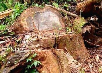 മുട്ടിൽ മരം മുറി: 41 കേസുകളിൽ മരവിലയുടെ മൂന്നിരട്ടി പിഴയടക്കാൻ ഉത്തരവിറക്കാൻ കലക്ടറുടെ നിർദ്ദേശം