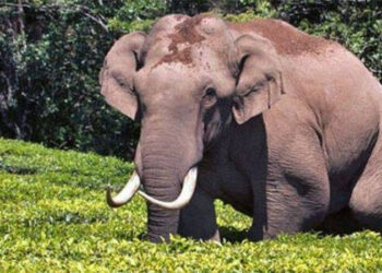 അരിക്കൊമ്പന് പുതിയ കൂട്ടുകാർ, ഒപ്പം രണ്ട് കുട്ടിയാനകളും; കേരളത്തിലെത്താനുള്ള സാധ്യത തള്ളാതെ അധികൃതർ