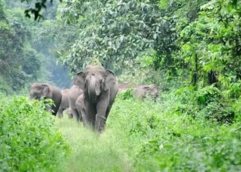 തിരുനെല്ലിയിൽ കാട്ടാനയുടെ അക്രമത്തിൽ ഒരാൾ മരണപ്പെട്ടു