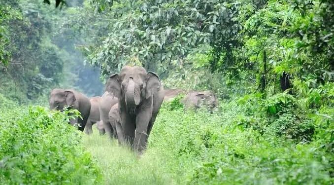 തിരുനെല്ലിയിൽ കാട്ടാനയുടെ അക്രമത്തിൽ ഒരാൾ മരണപ്പെട്ടു