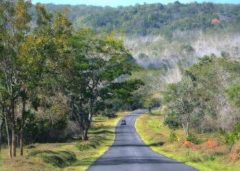 ബന്ദിപ്പൂർ വനപാതയിൽ രാത്രിയിൽ അടിയന്തര ആവശ്യക്കാരെ കടത്തിവിടും