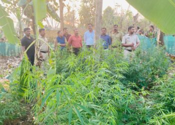 ബൈരക്കുപ്പ ഭാഗത്ത് നിന്നും നട്ടുവളർത്തിയതും 26 കഞ്ചാവ് ചെടികൾ പിടികൂടി.