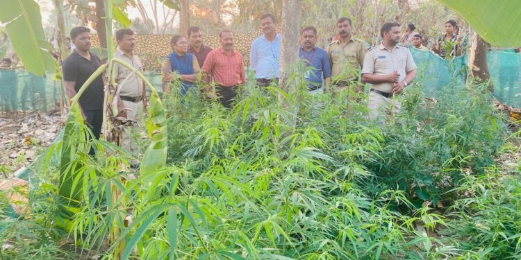 ബൈരക്കുപ്പ ഭാഗത്ത് നിന്നും നട്ടുവളർത്തിയതും 26 കഞ്ചാവ് ചെടികൾ പിടികൂടി.