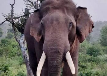 വയനാട്ടിൽ കാട്ടാന വീട്ടിൽ ഓടിക്കയറി വീട്ടുകാരനെ ആക്രമിച്ചു.