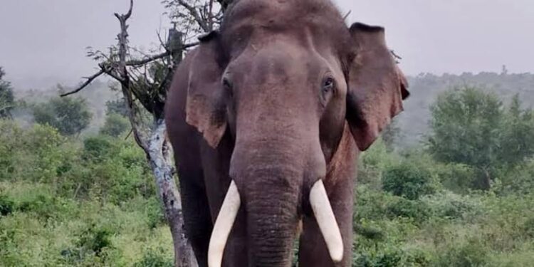 വയനാട്ടിൽ കാട്ടാന വീട്ടിൽ ഓടിക്കയറി വീട്ടുകാരനെ ആക്രമിച്ചു.