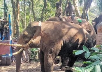 മാനന്തവാടിയില്‍ ഇറങ്ങിയ ആന ‘ബേലൂര്‍ മഗ്‌ന’; തിരിച്ചറിഞ്ഞ് കര്‍ണാടക വനംവകുപ്പ്