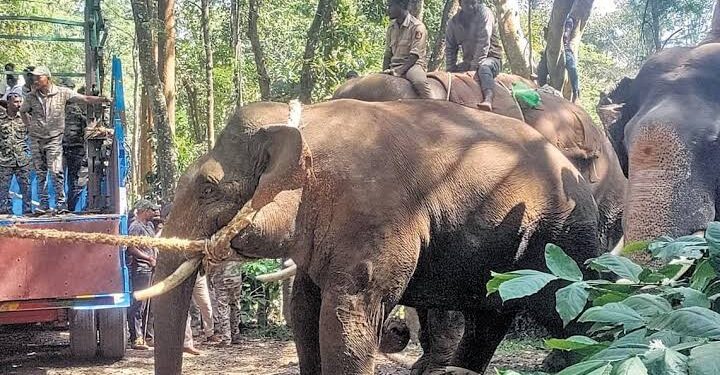 മാനന്തവാടിയില്‍ ഇറങ്ങിയ ആന ‘ബേലൂര്‍ മഗ്‌ന’; തിരിച്ചറിഞ്ഞ് കര്‍ണാടക വനംവകുപ്പ്