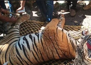 കൊട്ടിയൂരിൽ മയക്കുവെടി വച്ച് പിടികൂടിയ കടുവ ചത്തു; കടുവയുടെ ഉളിപ്പല്ല് നഷ്ടമായിരുന്നു