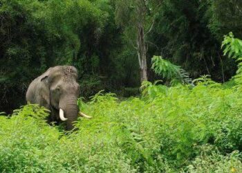 വയനാട്ടിൽ വീണ്ടും കാട്ടാന ആക്രമണം; മേപ്പാടിയില്‍ ആദിവാസി സ്ത്രീ കൊല്ലപ്പെട്ടു