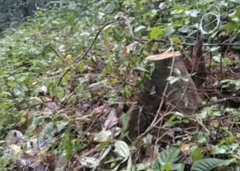 തവിഞ്ഞാൽ റിസർവ് വനത്തിലെ മരം മുറി രണ്ടു പേരെ സസ്പെൻഡ് ചെയ്തു