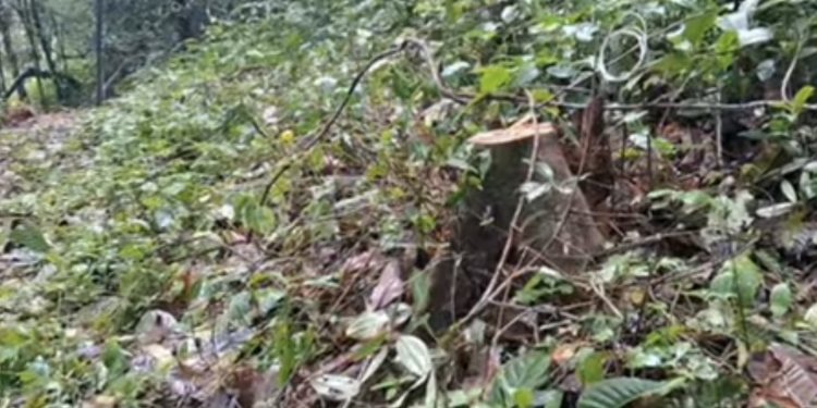 തവിഞ്ഞാൽ റിസർവ് വനത്തിലെ മരം മുറി രണ്ടു പേരെ സസ്പെൻഡ് ചെയ്തു