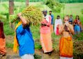 തിരുനെല്ലിക്ഷേത്രത്തിൽ പുത്തരിയുത്സവം ഇന്ന്