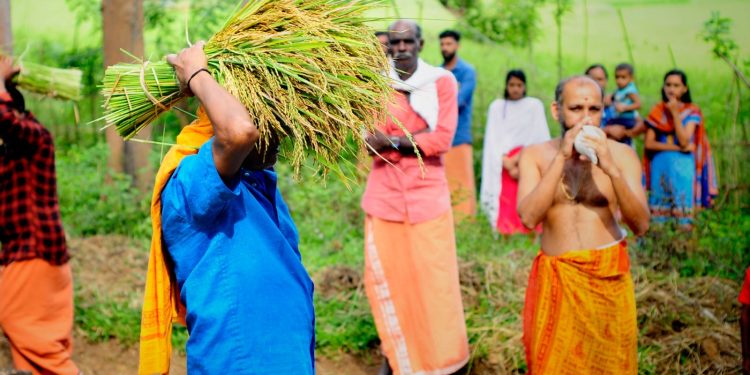 തിരുനെല്ലിക്ഷേത്രത്തിൽ പുത്തരിയുത്സവം ഇന്ന്