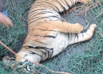 മാനന്തവാടി പഞ്ചാര കൊല്ലിയിലെ നരഭോജി കടുവയെ ചത്തനിലയിൽ കണ്ടെത്തി