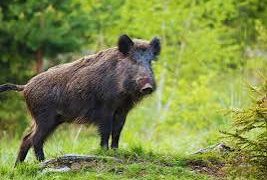 കാട്ടുപന്നികളെ ഒരുവർഷം കൊണ്ട് കൊന്നൊടുക്കാൻ തീവ്രയത്ന പരിപാടി; കരട് പ്രസിദ്ധീകരിച്ച് വനംവകുപ്പ്